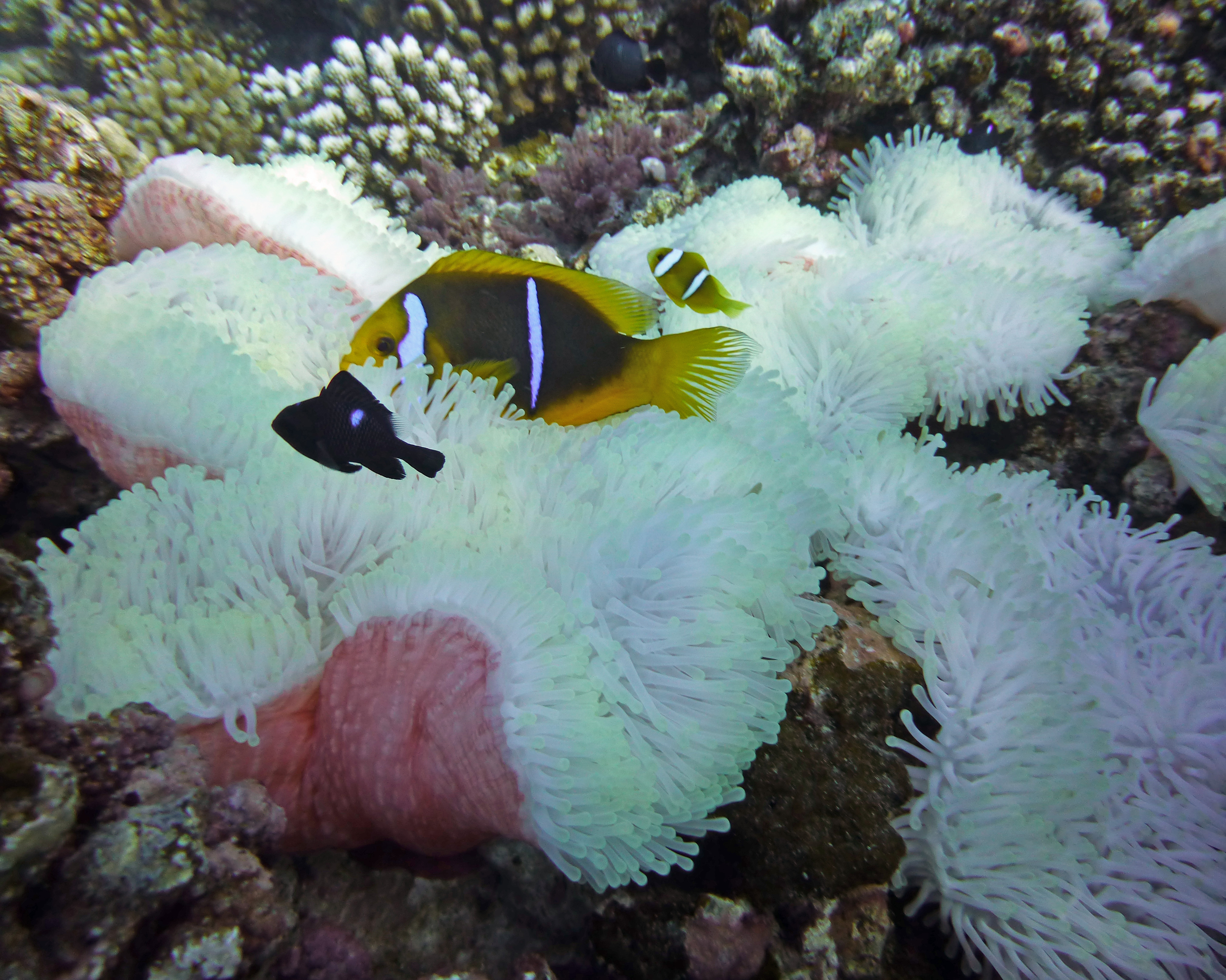 Bluestripe anemonefish with 3 spot damselfish, Mo'orea 2019.